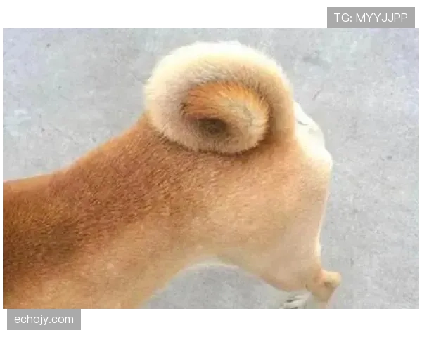 常园家的狗都比我会花钱